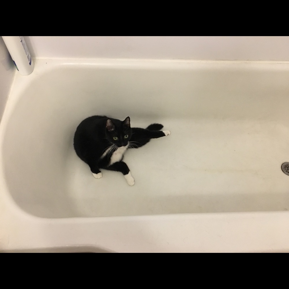 Meet your Posher, Hannah